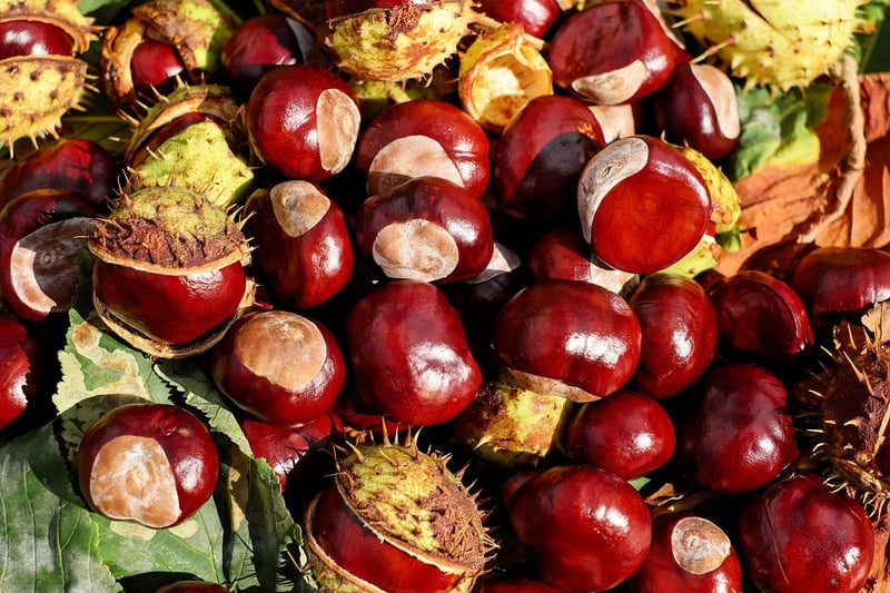 Seasonal Produce