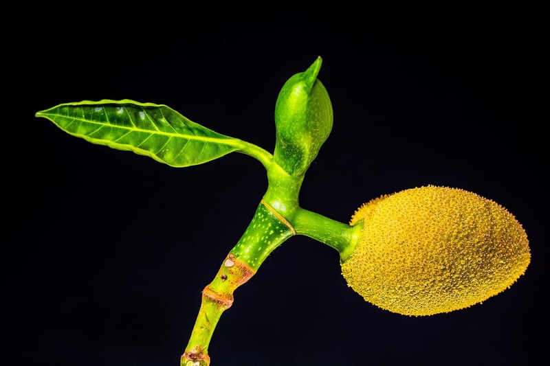 Jackfruit